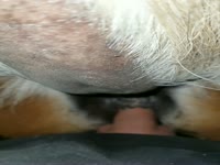 Furry pet porn dog got fucked